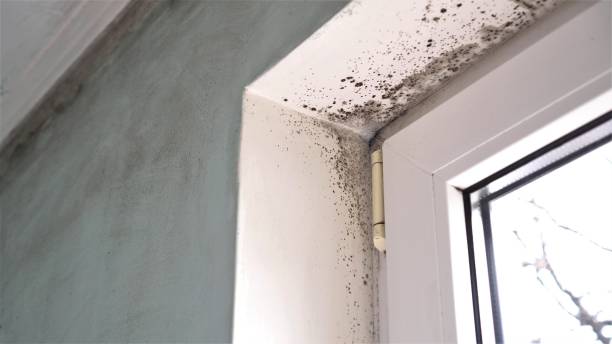 Best Mold Removal for HVAC Installations  in Winter Springs, FL