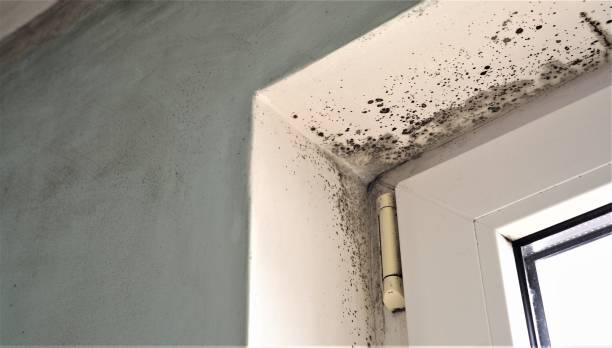 Best Black Mold Removal  in Winter Springs, FL