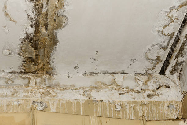 Trusted Winter Springs, FL Mold Removal Experts