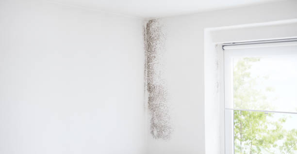Best Airborne Mold Testing  in Winter Springs, FL