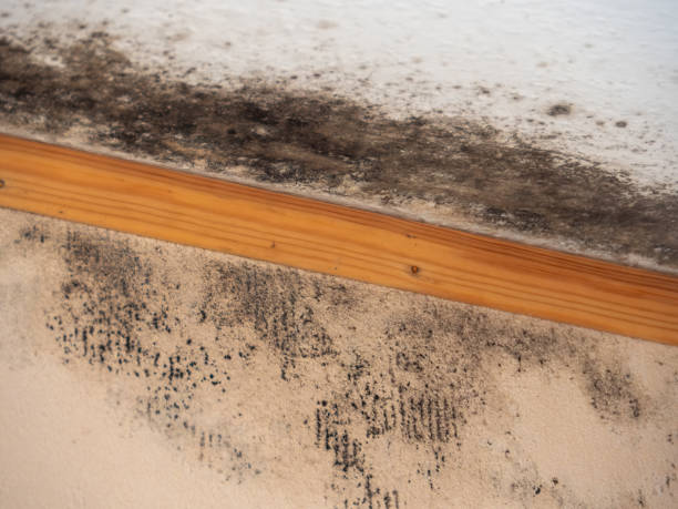 Best Water Damage & Mold Remediation  in Winter Springs, FL