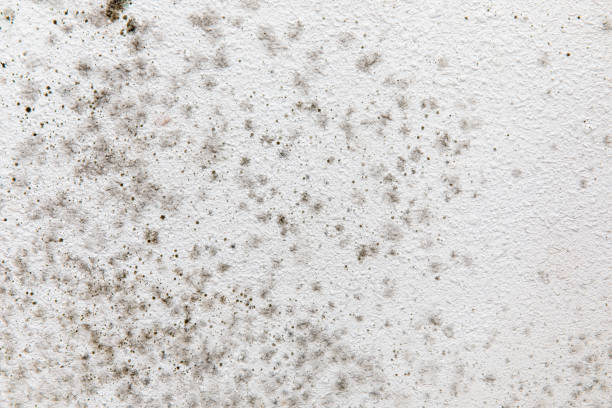 Best Air Quality Testing for Mold Spores  in Winter Springs, FL