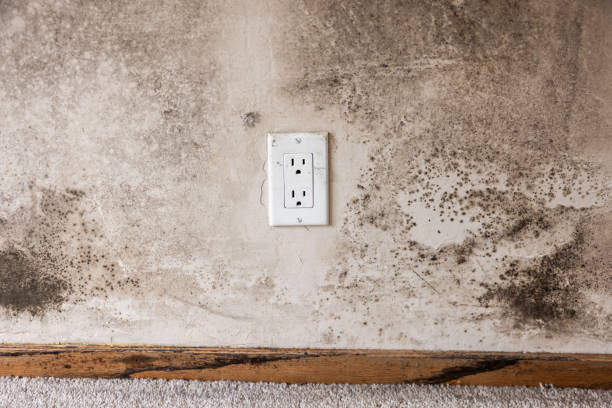 Best Crawl Space Mold Remediation  in Winter Springs, FL