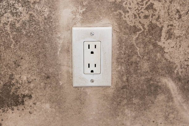 Best Attic Mold Removal  in Winter Springs, FL