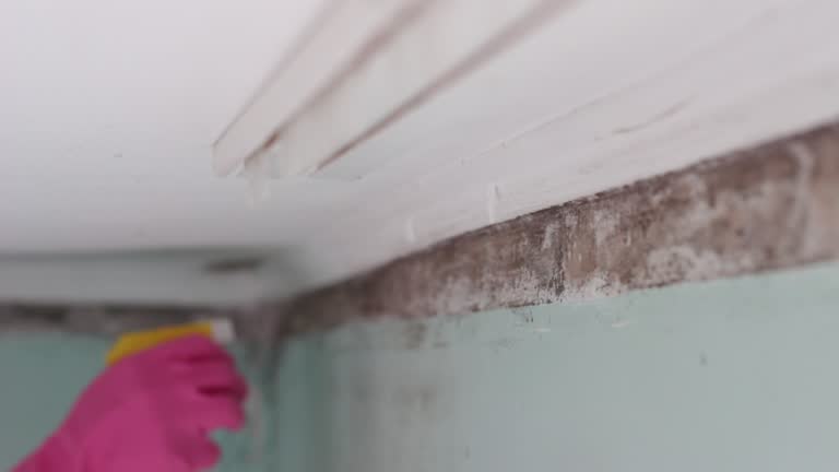 Best Emergency Mold Remediation  in Winter Springs, FL